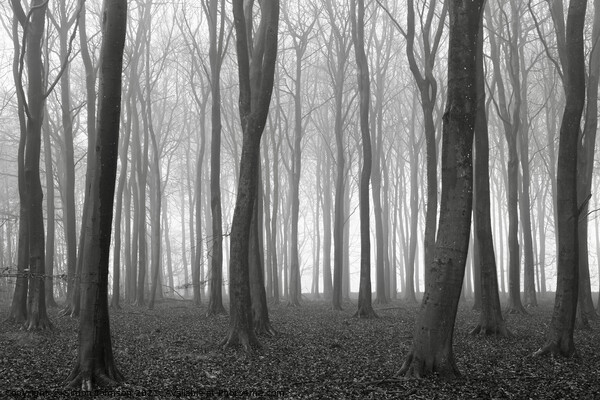 Woodland Mist Picture Board by Simon Johnson