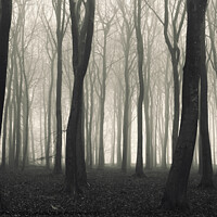 Buy canvas prints of A tree in a forest by Simon Johnson