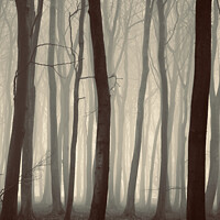 Buy canvas prints of misty woodland by Simon Johnson