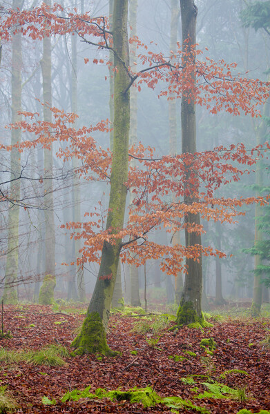 autumn leaves and mist Picture Board by Simon Johnson