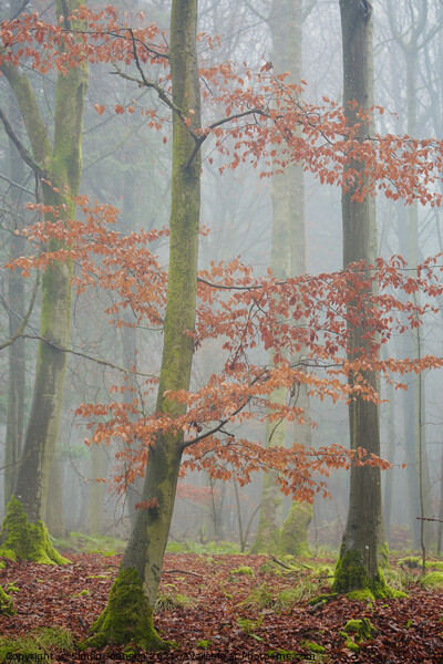 Misty Woodland  Picture Board by Simon Johnson