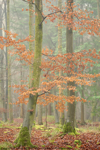 Autumn beech tree Picture Board by Simon Johnson
