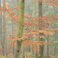 Buy canvas prints of Autumn beech tree by Simon Johnson