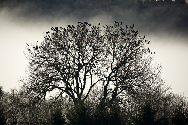 A collection of rooks Picture Board by Simon Johnson