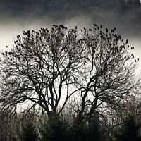 Buy canvas prints of A collection of rooks by Simon Johnson