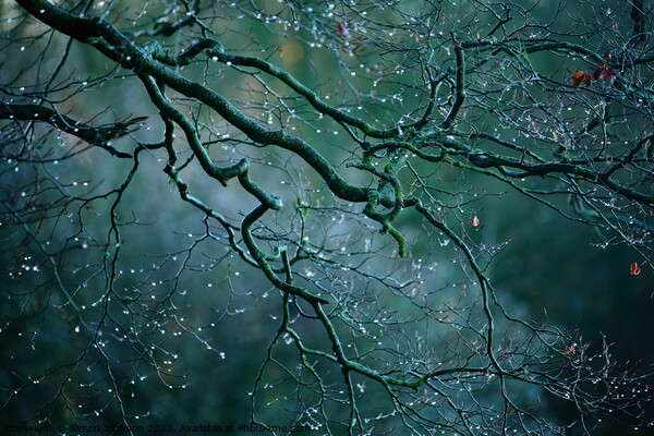 Morning dew drops Picture Board by Simon Johnson