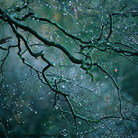 Buy canvas prints of Morning dew drops by Simon Johnson