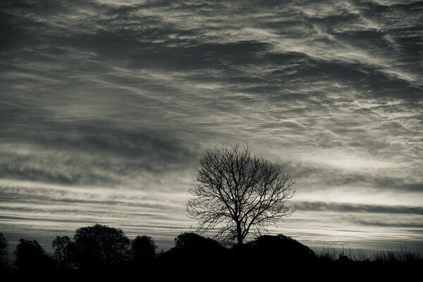 Cotswold sunrise and tree silhouette  Picture Board by Simon Johnson