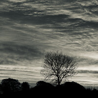 Buy canvas prints of Cotswold sunrise and tree silhouette  by Simon Johnson