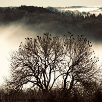 Buy canvas prints of Cotswold mist and rookery by Simon Johnson