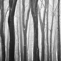 Buy canvas prints of  Beech wood architecture  by Simon Johnson