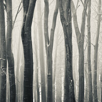 Buy canvas prints of Beech woodland by Simon Johnson