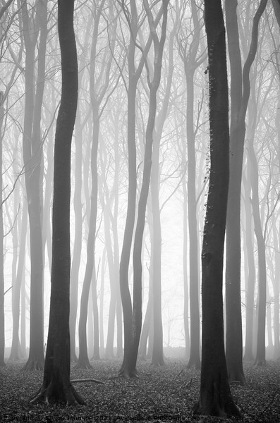 Beech wood mist Picture Board by Simon Johnson