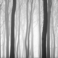 Buy canvas prints of Beech wood mist by Simon Johnson