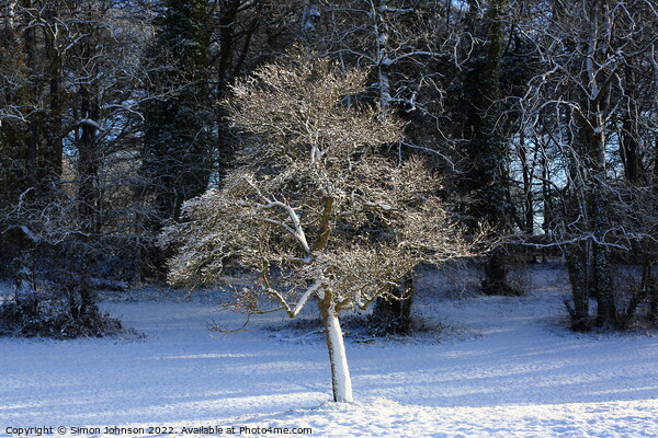 Winter  tree Picture Board by Simon Johnson