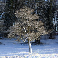 Buy canvas prints of Winter  tree by Simon Johnson