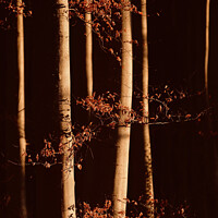 Buy canvas prints of Woodland architecture  by Simon Johnson