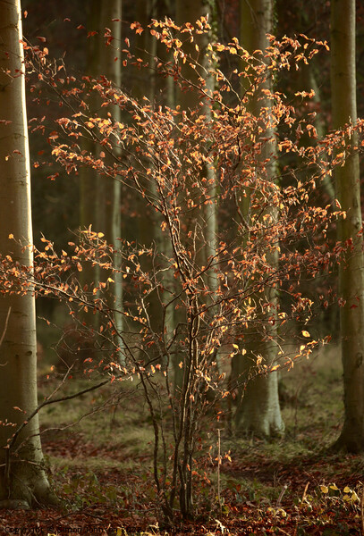 Sunlit Beech tree Picture Board by Simon Johnson