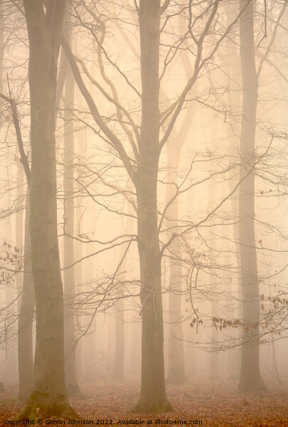 Woodland architecture in mist Picture Board by Simon Johnson