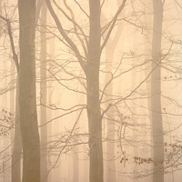 Buy canvas prints of Woodland architecture in mist by Simon Johnson