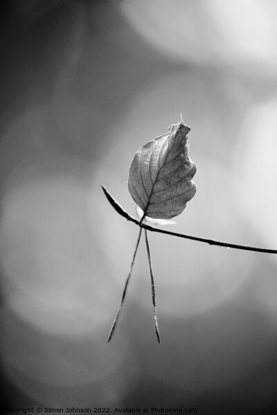 leaf in monochrome  Picture Board by Simon Johnson