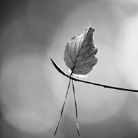 Buy canvas prints of leaf in monochrome  by Simon Johnson