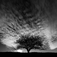 Buy canvas prints of Tree and clouds by Simon Johnson