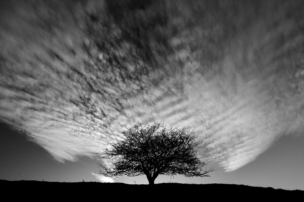 Tree silhouette  Picture Board by Simon Johnson