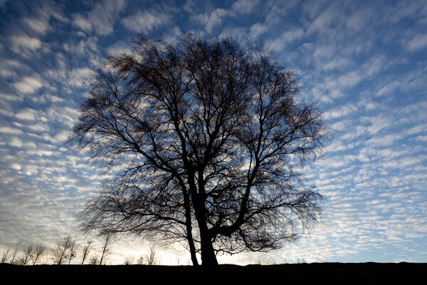 Tree and sky Picture Board by Simon Johnson