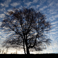 Buy canvas prints of Tree and sky by Simon Johnson