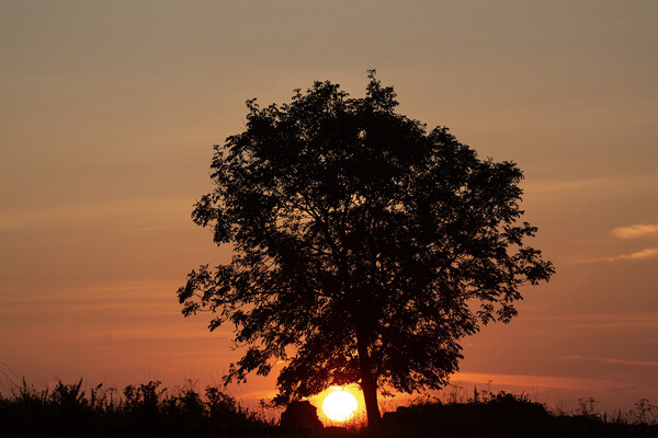 Sky sun tree Picture Board by Simon Johnson