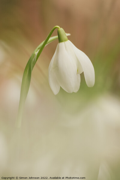 Snowdrop Flower Picture Board by Simon Johnson