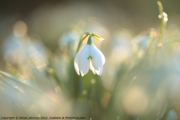 A close up of a Snowdrop flower Picture Board by Simon Johnson