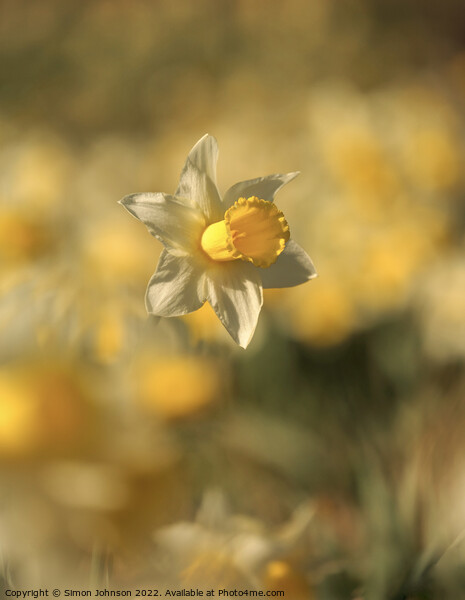 Daffodil  flower Picture Board by Simon Johnson