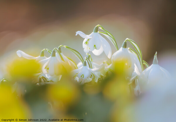  Diffused Snowdrop flowers Picture Board by Simon Johnson