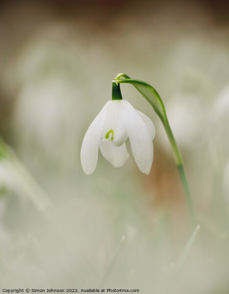Snowdrop[ flower Picture Board by Simon Johnson