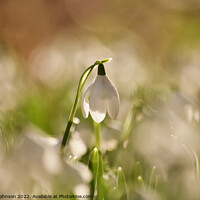 Buy canvas prints of Backlit snowdrop by Simon Johnson