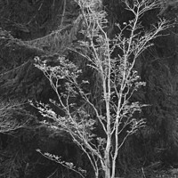 Buy canvas prints of tree profile by Simon Johnson
