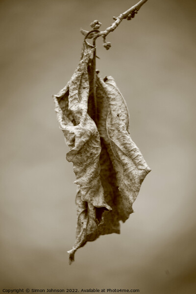 Dying leaf Picture Board by Simon Johnson