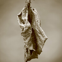 Buy canvas prints of Dying leaf by Simon Johnson