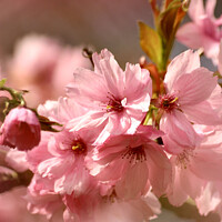 Buy canvas prints of pink blossom by Simon Johnson