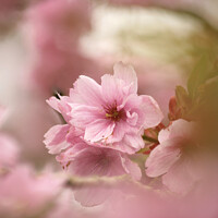 Buy canvas prints of pink Cherry Blossom by Simon Johnson