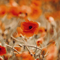 Buy canvas prints of poppy in the wind by Simon Johnson