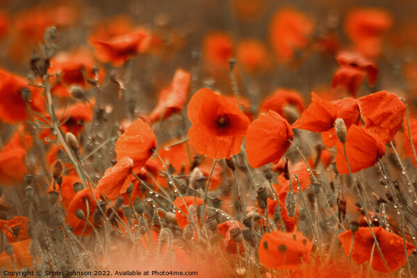 wild wind blown poppies Picture Board by Simon Johnson