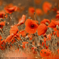 Buy canvas prints of wild wind blown poppies by Simon Johnson