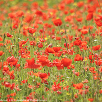 Buy canvas prints of poppy field by Simon Johnson