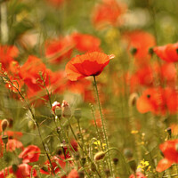 Buy canvas prints of Summer Poppies by Simon Johnson