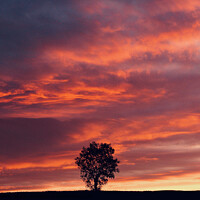 Buy canvas prints of isolated tree at sunset by Simon Johnson