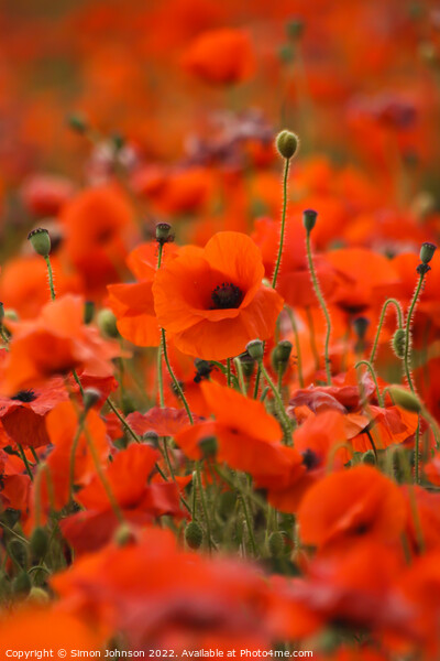 poppies Picture Board by Simon Johnson