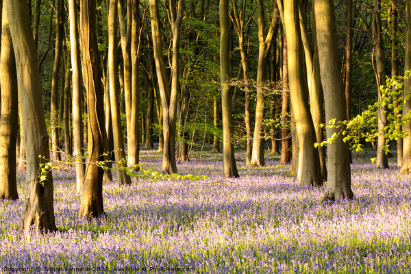 bluebell Wood Picture Board by Simon Johnson